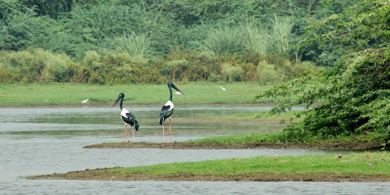 Soor Sarovar Bird Sanctuary Agra