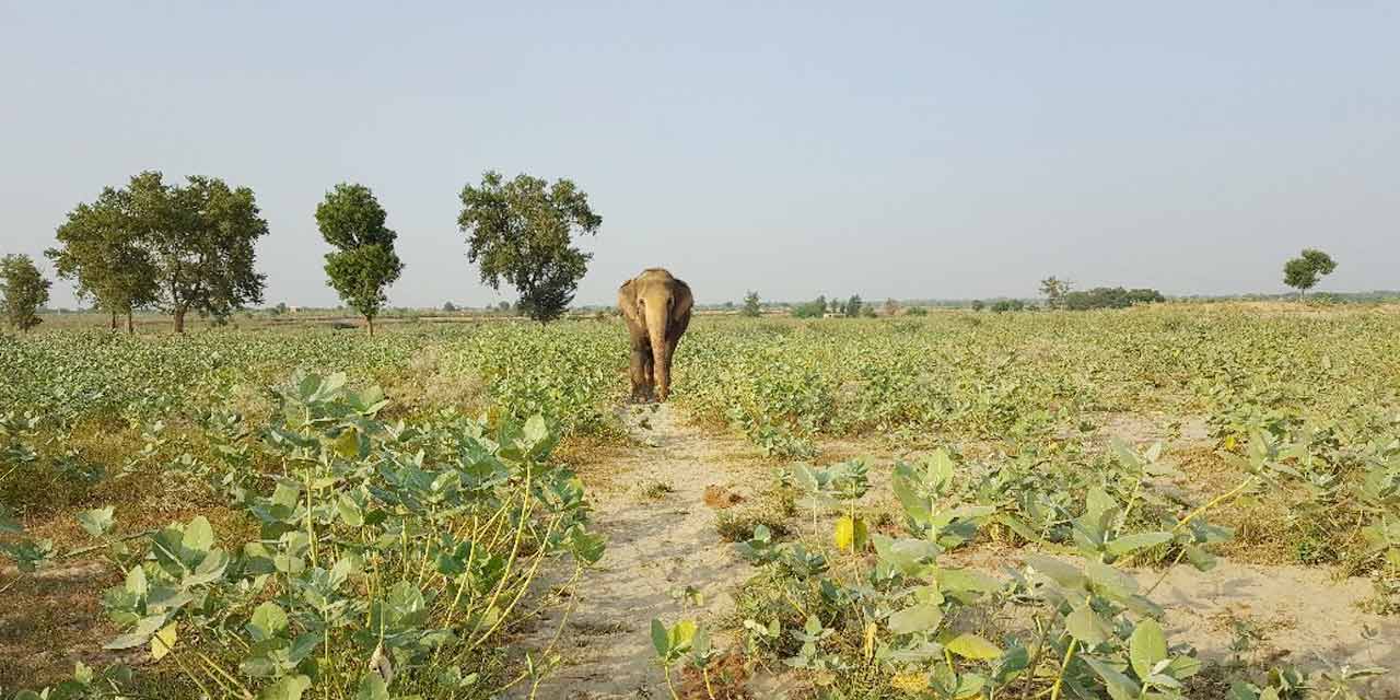 Wildlife SOS Agra