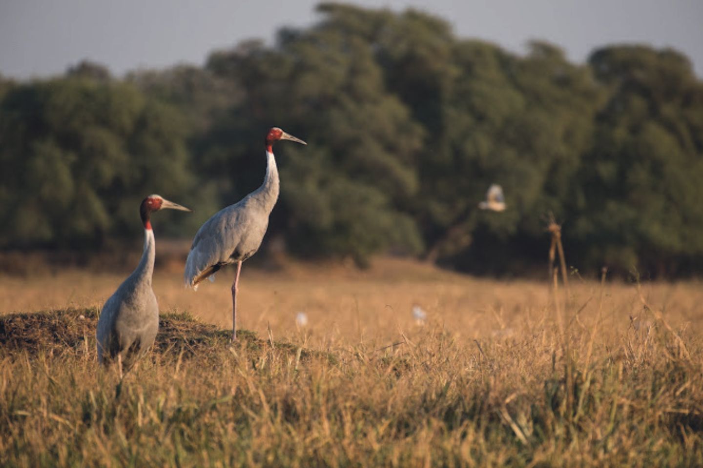 Keoladeo National Park Agra